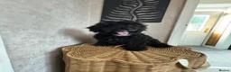 Mixed Breed dogs for sale: Yorkie poo Boy for sale  - Advert 2