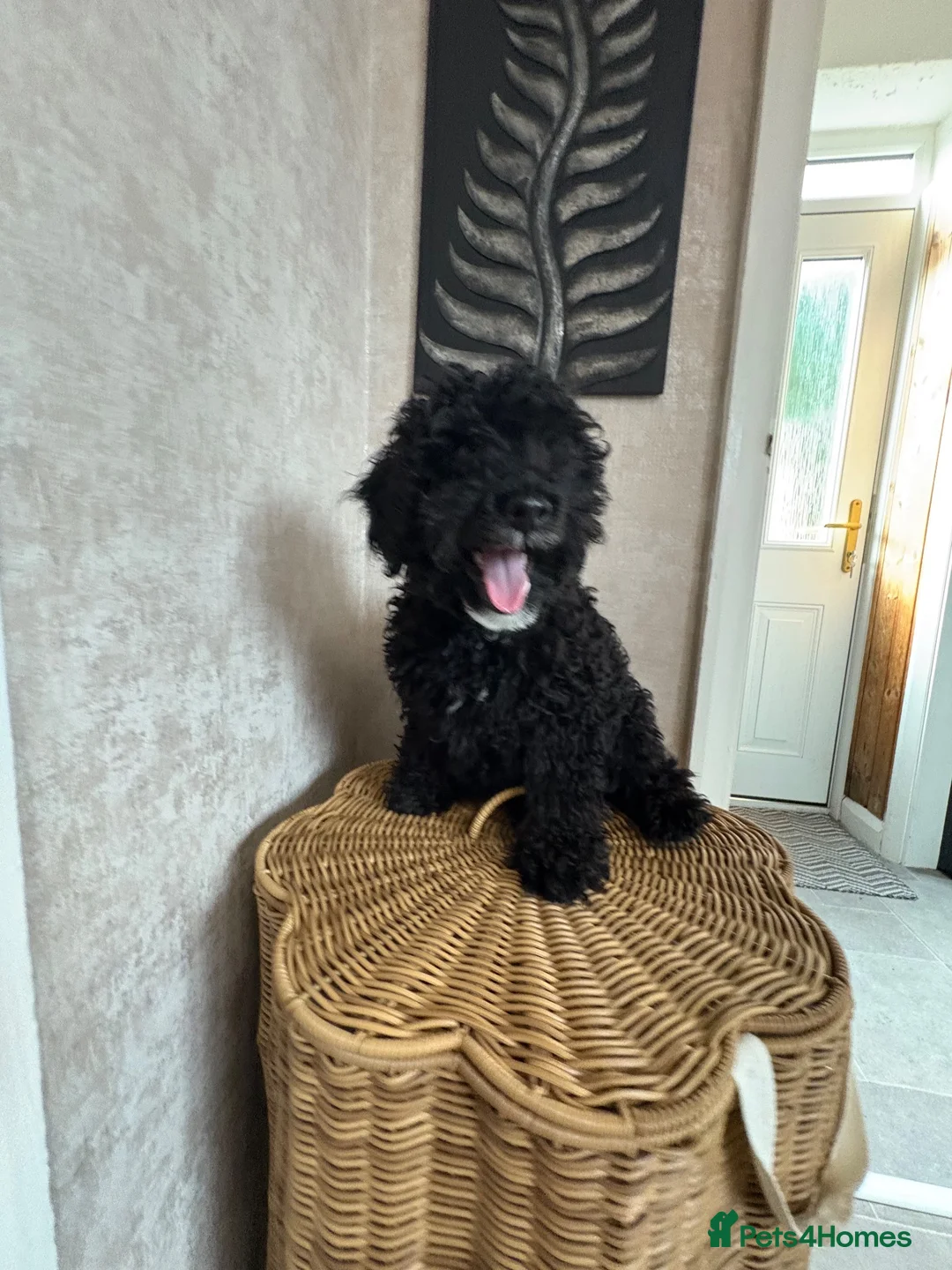 Mixed Breed dogs for sale: Yorkie poo Boy for sale  - Advert 2