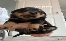 Rottweiler dogs for sale: Beautiful Baby Rottweiler puppies for sale  - Image 19