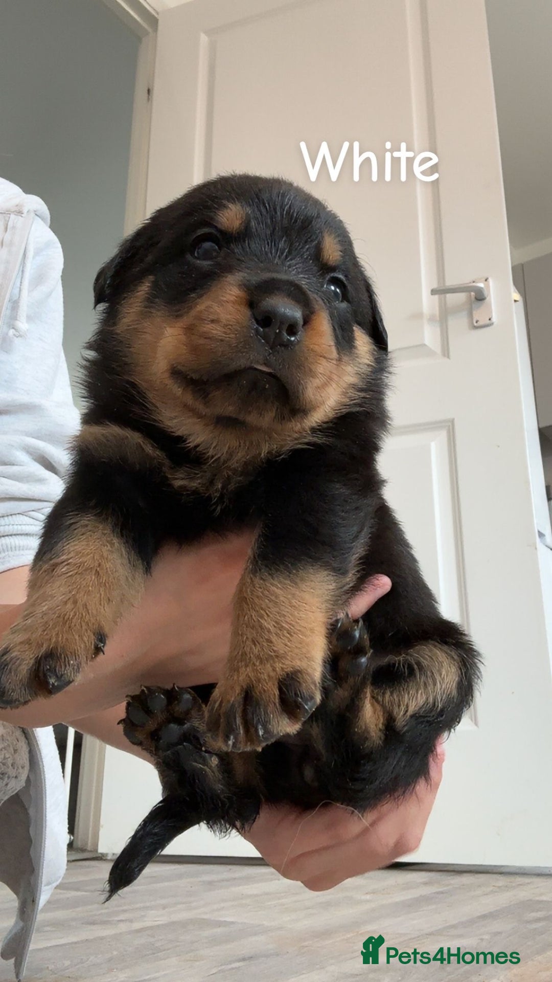 Rottweiler dogs for sale: Beautiful Baby Rottweiler puppies for sale  - Image 19