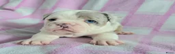 English Bulldog dogs for sale: F1 Mini bull x Kc reg English bulldog - Advert 8