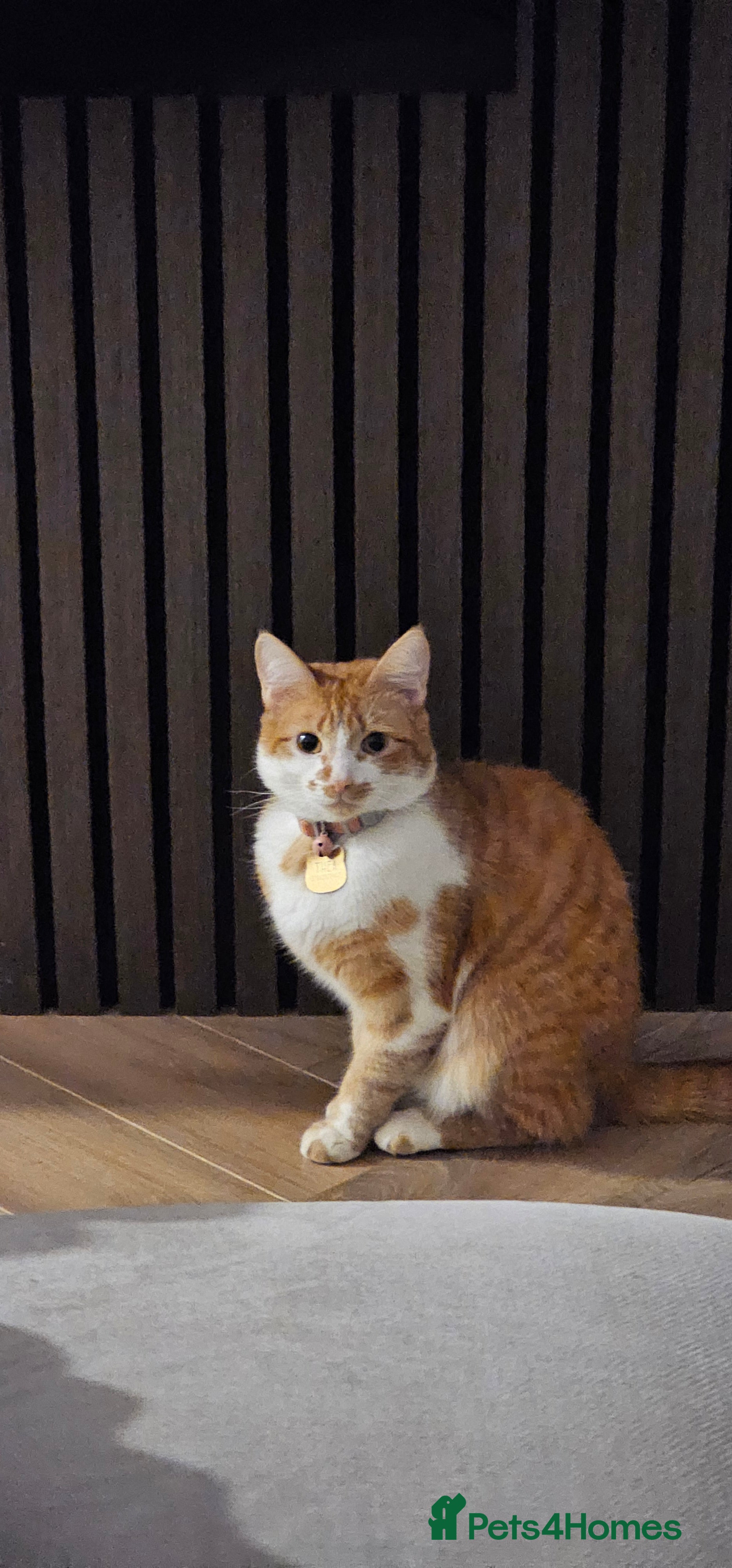 Mixed Breed cats for sale: Our Thea needs a new home - Advert 2
