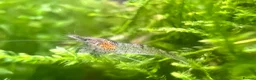 Shrimps fish for sale: Neocardina Wild Shrimp in South Shields - Advert 5