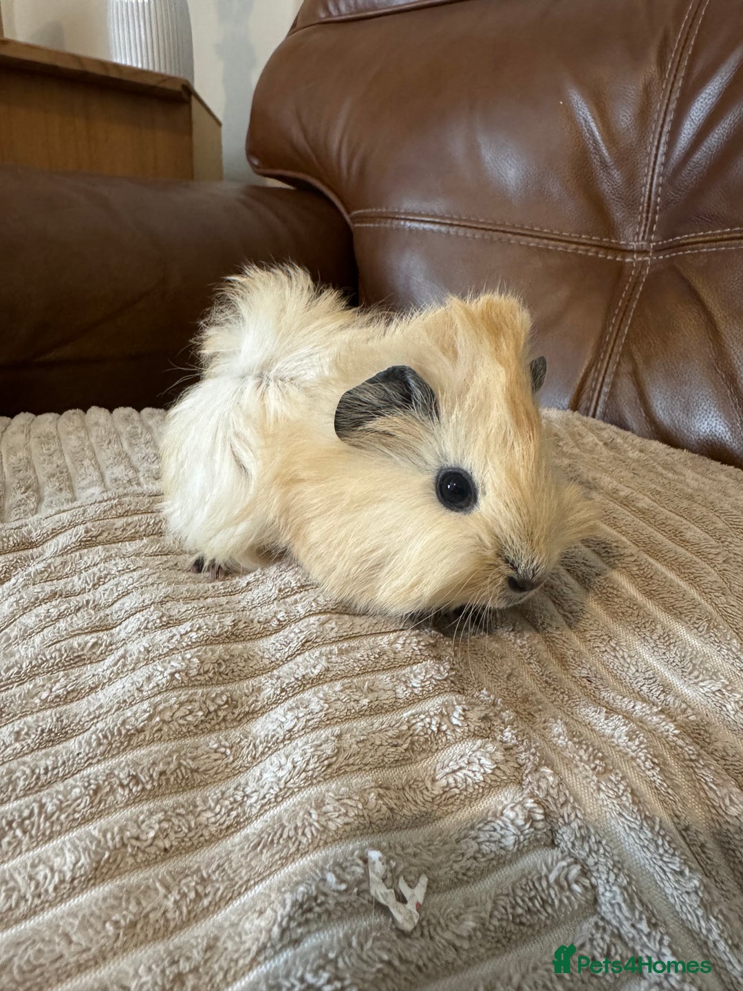 Guinea Pig rodents for sale: Baby guinea pigs girls and boys available - Image 6