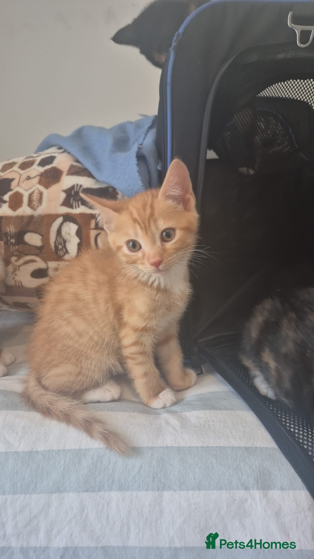 Mixed Breed cats for sale: Healthy kittens for sale  - Advert 16