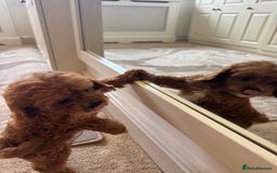 Cavapoo dogs for sale: !Ready now! F1 cavapoos kc reg parents - Image 4