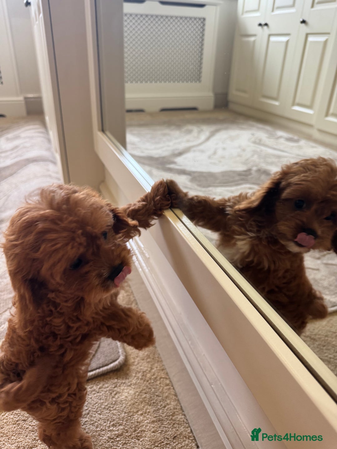 Cavapoo dogs for sale: !Ready now! F1 cavapoos kc reg parents - Image 4