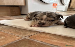 Mixed Breed dogs for sale: French bulldog cross pocket bully puppies  - Image 3
