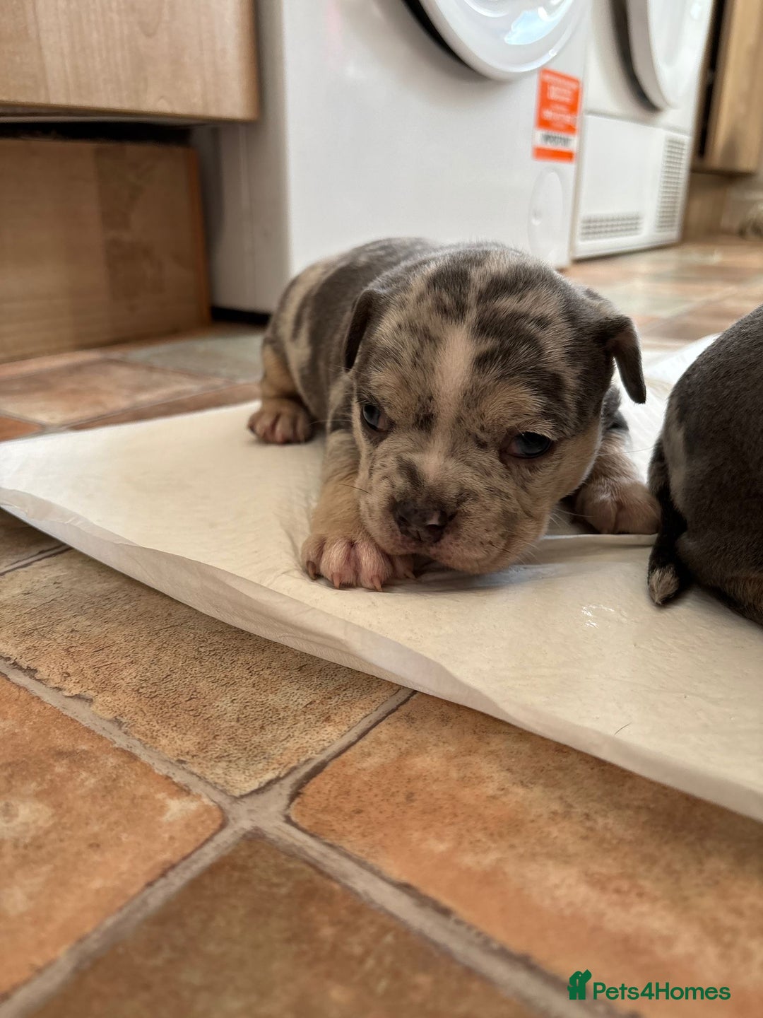 Mixed Breed dogs for sale: French bulldog cross pocket bully puppies  - Image 3