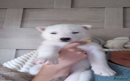 Siberian Husky dogs for sale: Siberian huskys READY NOW 1 boy 1 girl. - Image 22