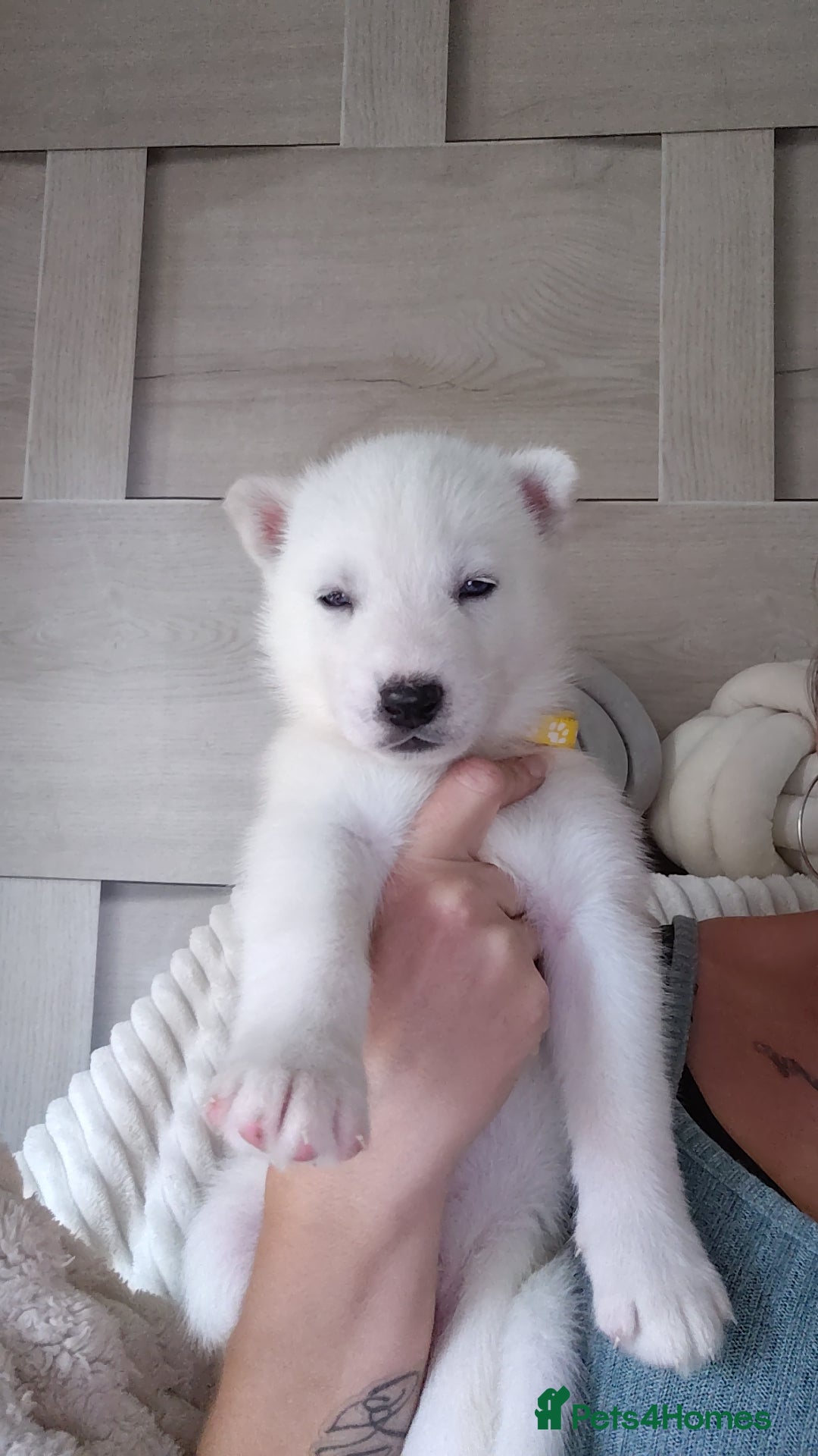 Siberian Husky dogs for sale: Siberian huskys READY NOW 1 boy 1 girl. - Image 22