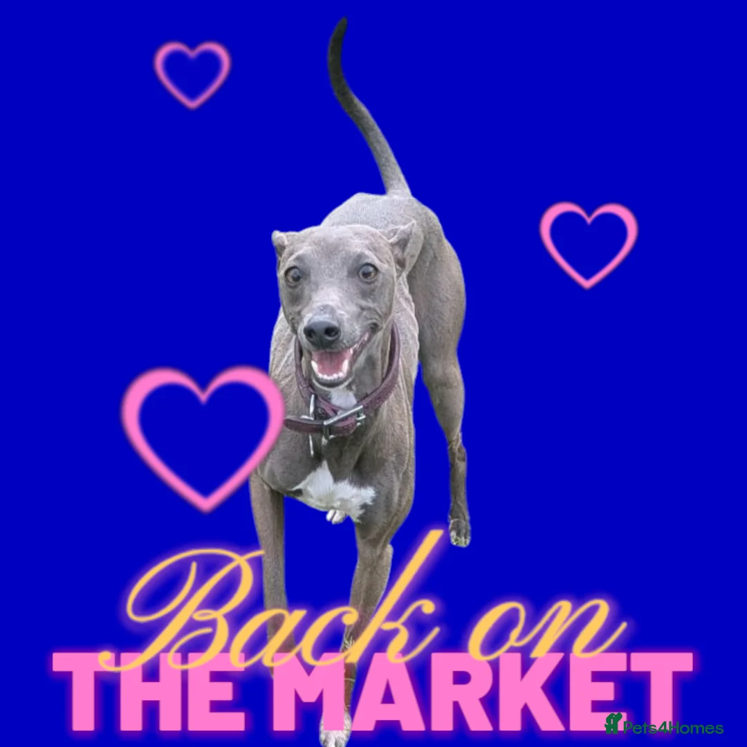 Italian Greyhound dogs for stud: Italian greyhound stud dog (proven) in Leeds - Advert 11