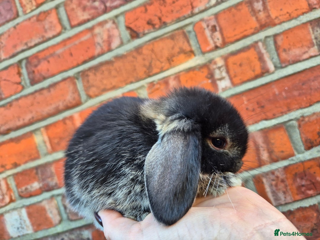 Mini Lop rabbits for sale: 7 stunning mini lops - Advert 6