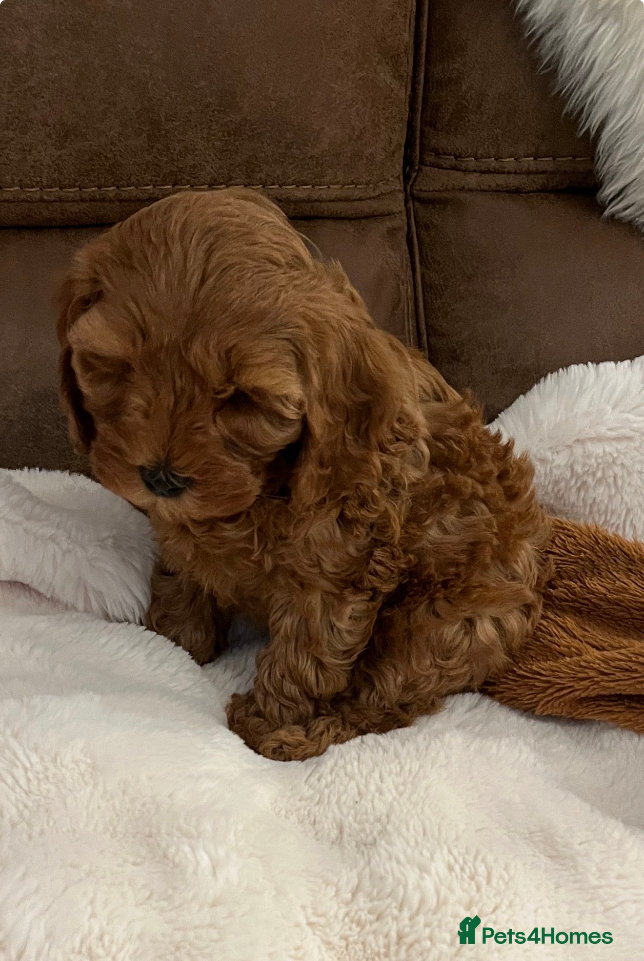 Cavapoo dogs Dark Red F1B Cavapoo Puppies  - Advert 2