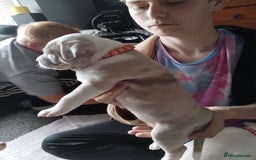 American Bulldog dogs for sale: 4 gorgous pups - Image 6