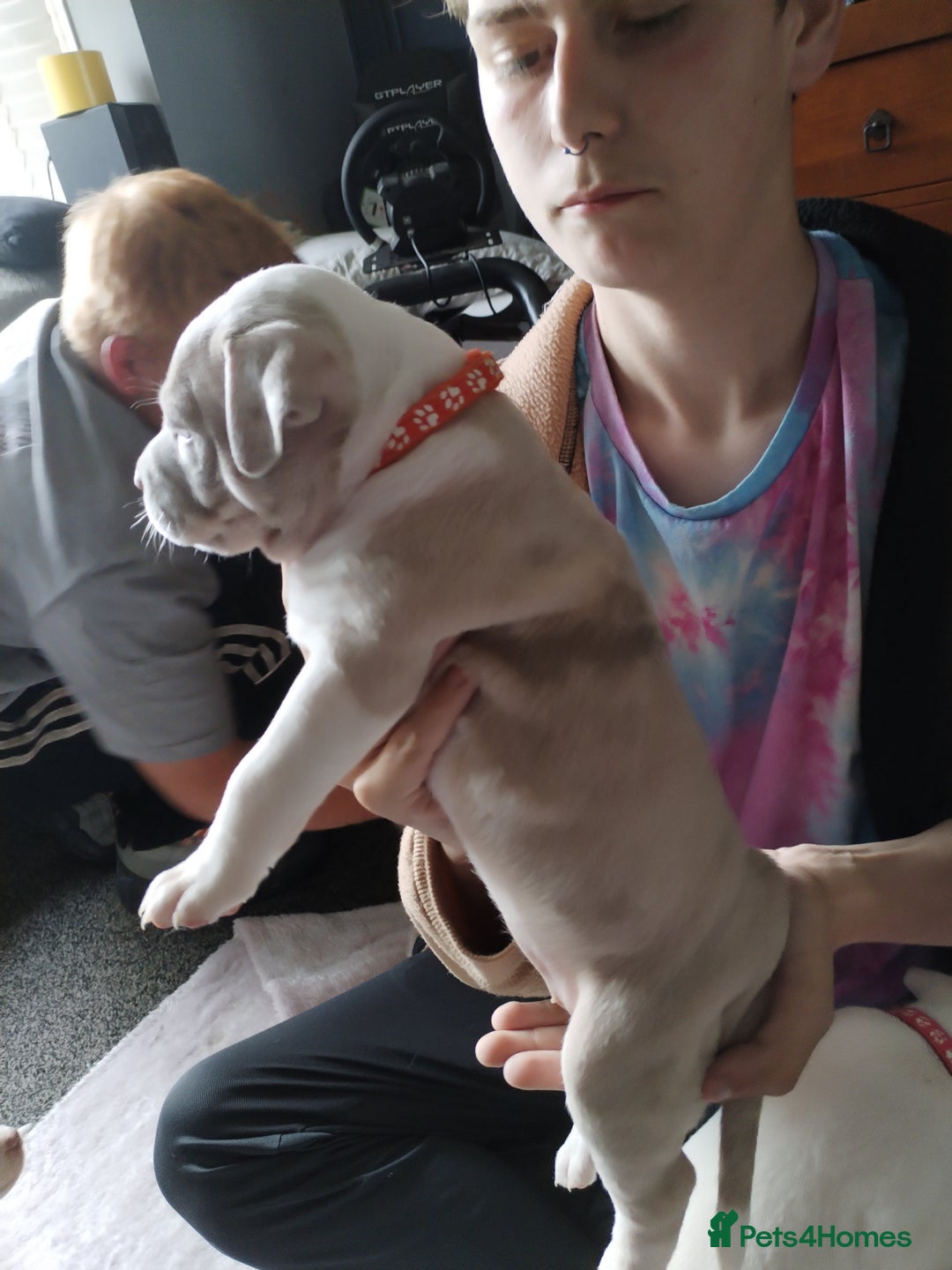 American Bulldog dogs for sale: 4 gorgous pups - Image 6