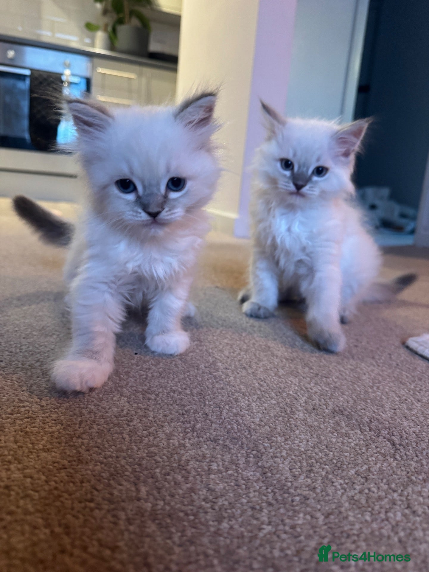 Ragdoll cats ❗️ONLY 4 LEFT❗️ 2 girls & 2 boys💗beaut ragdolls💗 - Advert 1