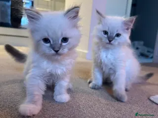 Ragdoll cats ❗️ONLY 4 LEFT❗️ 2 girls & 2 boys💗beaut ragdolls💗 - Advert 1