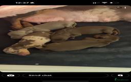 Miniature Dachshund dogs for sale: 🐾🌟 Miniature Dachshund Puppies🌟🐾 - Advert 5