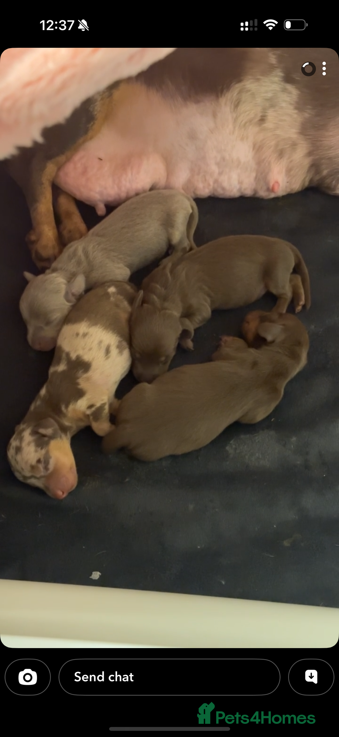 Miniature Dachshund dogs for sale: 🐾🌟 Miniature Dachshund Puppies🌟🐾 - Advert 5