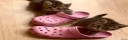 British Shorthair cats for sale: 4 beautiful British shorthairs  - Advert 5