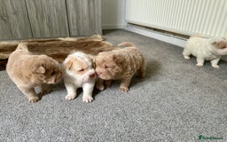 Shar Pei dogs for sale: Top quality bear coat sharpei  - Image 9