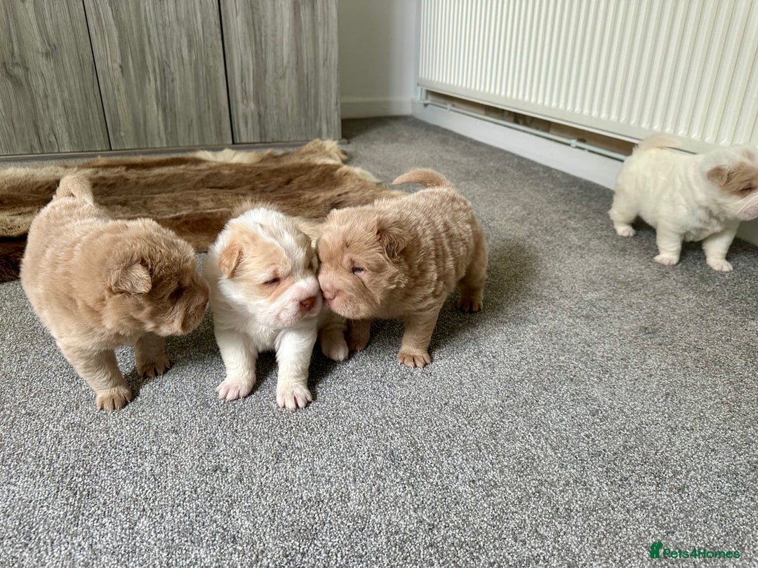 Shar Pei dogs for sale: Top quality bear coat sharpei  - Image 9