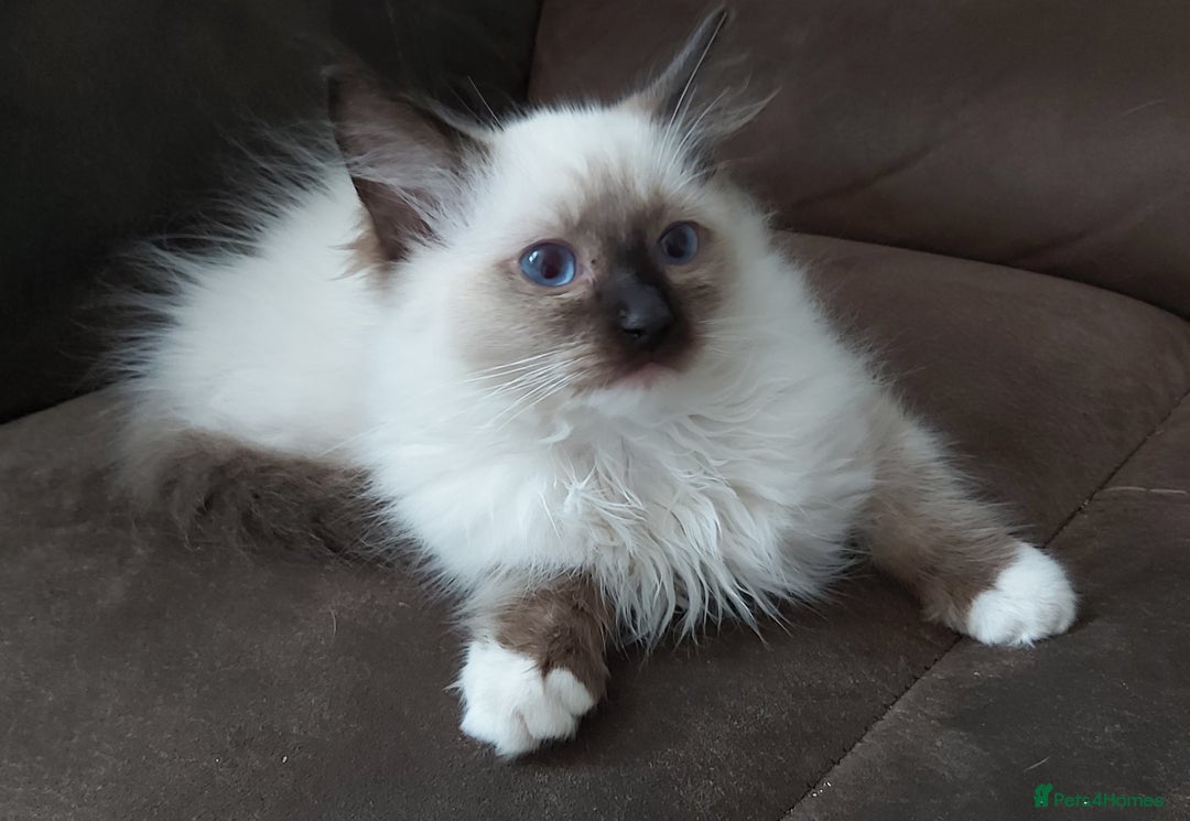 Ragdoll cats for sale: RAGDOLL SEAL POINT BLUE EYES READY NOW! - Image 26