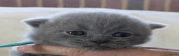 British Shorthair cats for sale: Purebred British Shorthair Kittens - Advert 14