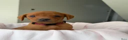 Labrador Retriever dogs for sale: Dark Fox Red Labrador Puppies – Exceptional Lines - Advert 19
