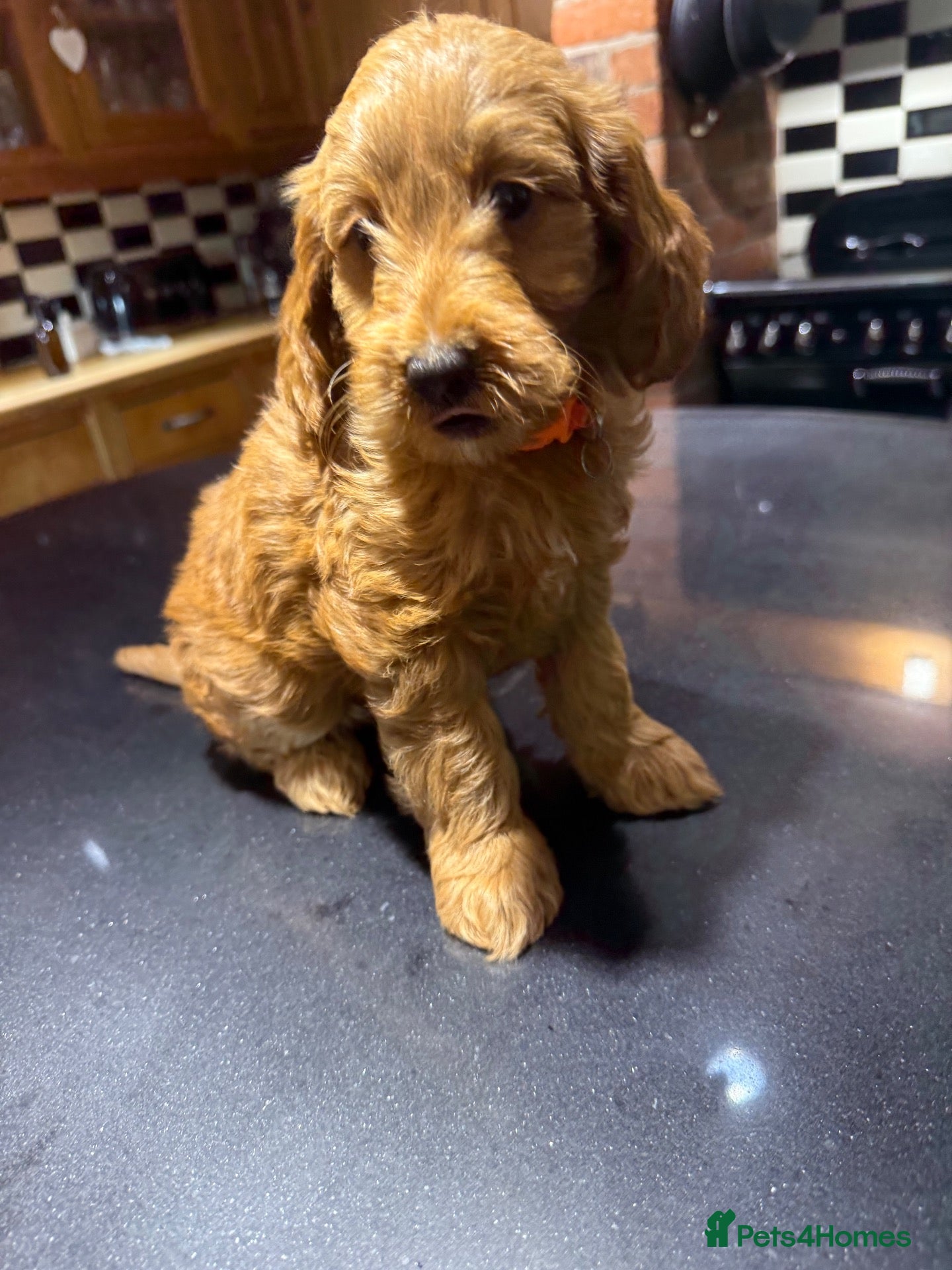 Mini Goldendoodle dogs Outstanding Red Goldendoodles  - Advert 1