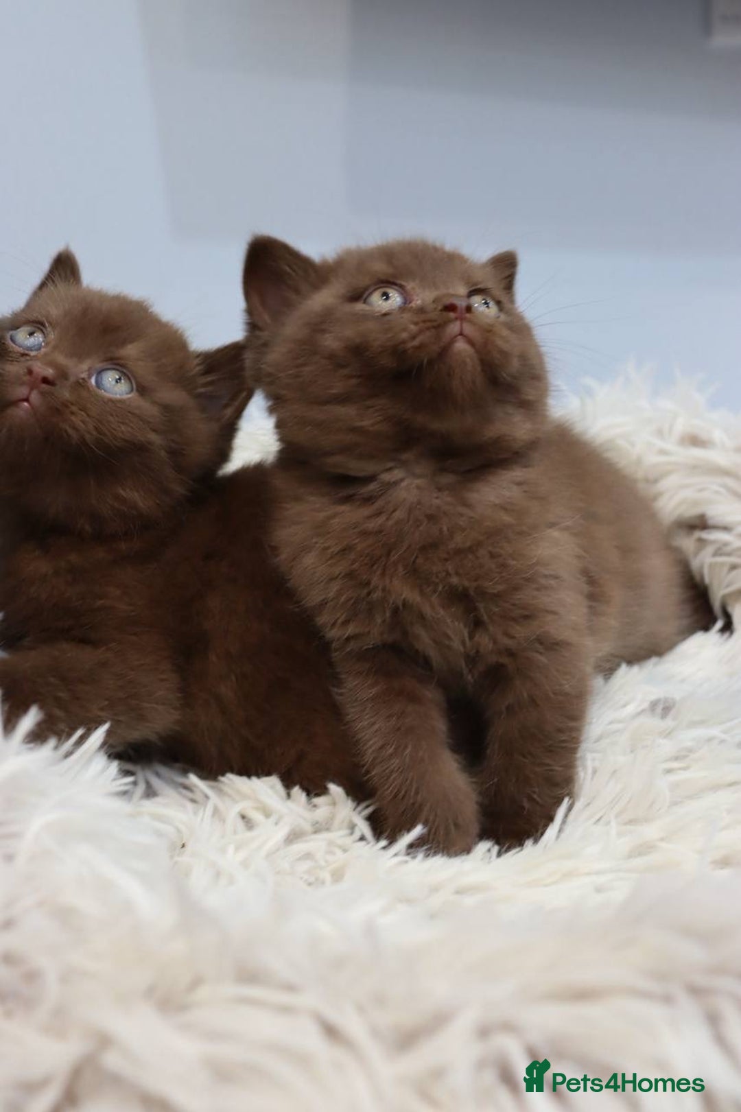 British Shorthair cats for sale: Stunning BHS Champions blood lines kittens  - Advert 19