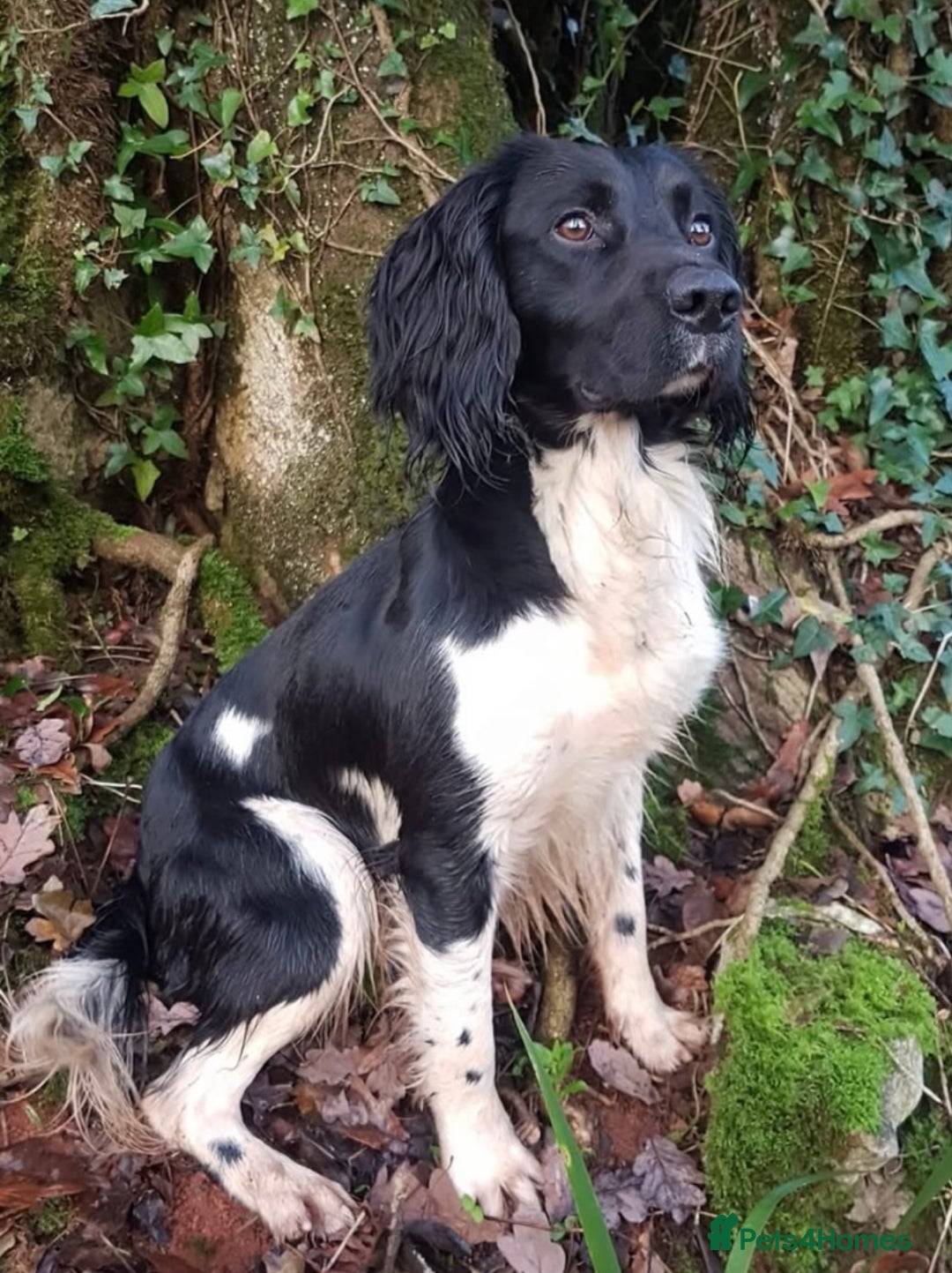 English Springer Spaniel dogs for sale: KC Working Line Springer Litter Confirmed  - Advert 2
