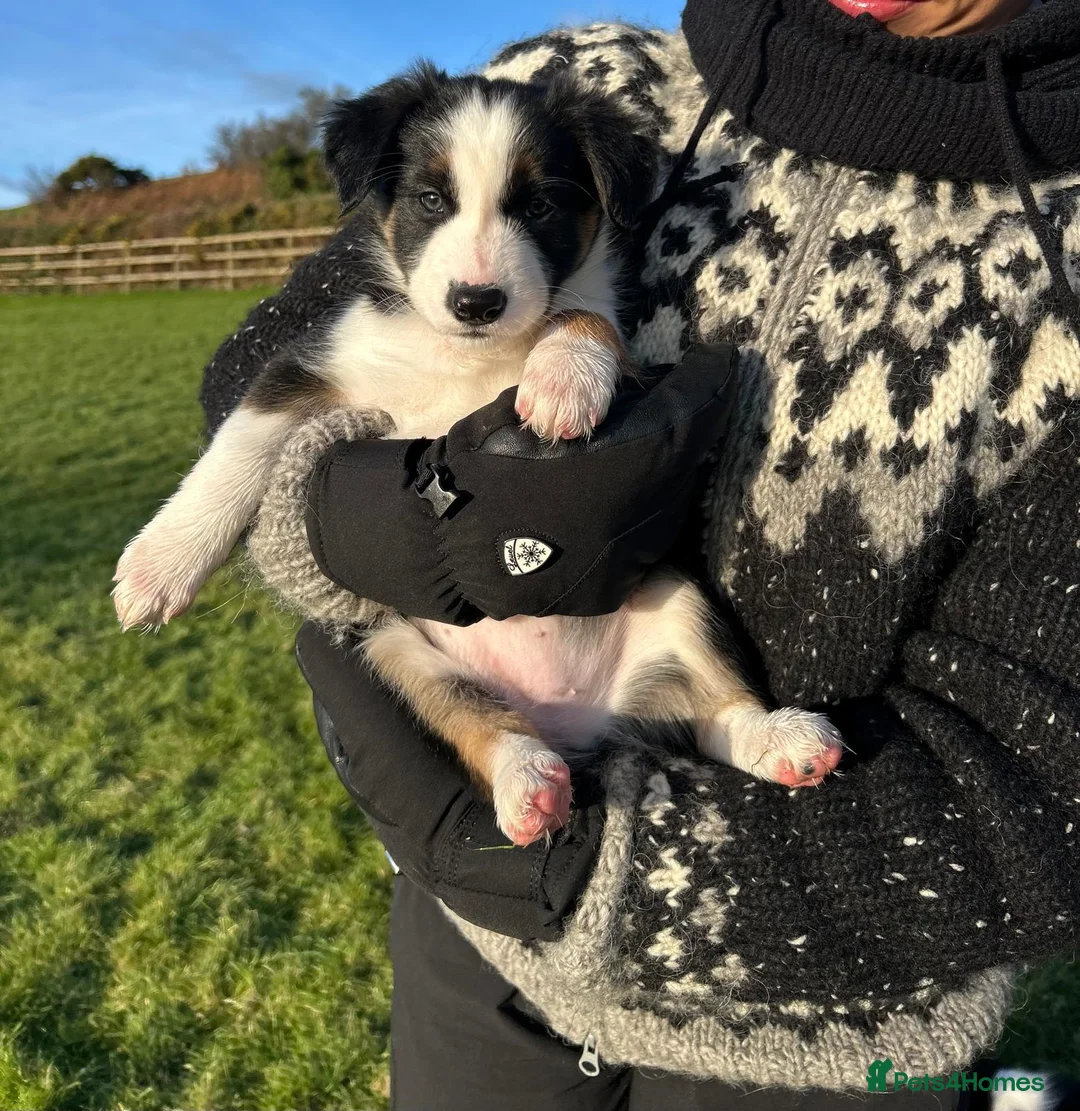 Border Collie dogs for sale: Adorable Border Collies for Sale - Advert 18