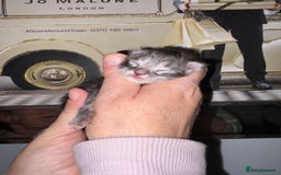 Maine Coon cats for sale: STUNNING SILVER MAINE COON BOYS  - Advert 2