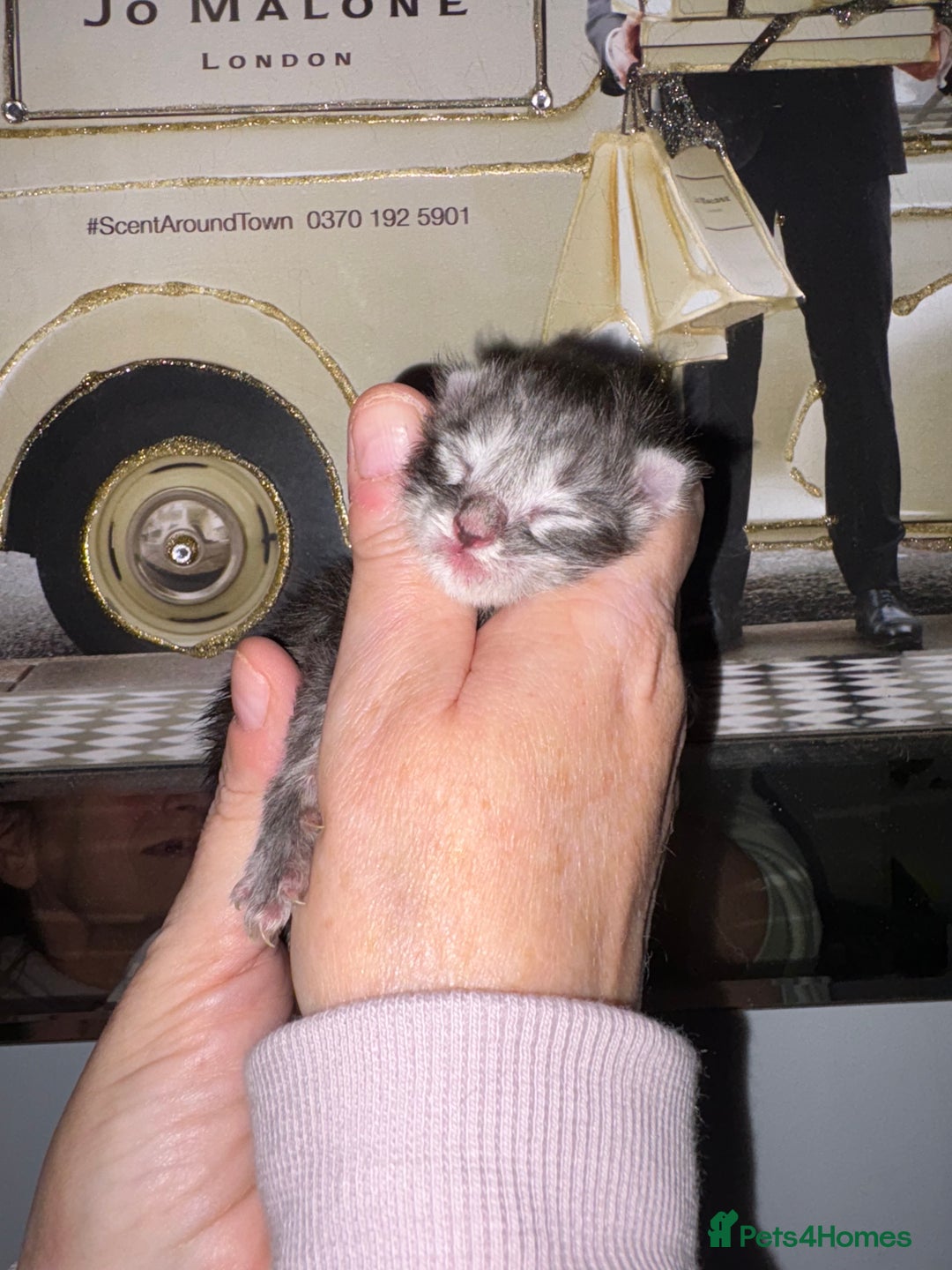 Maine Coon cats for sale: STUNNING SILVER MAINE COON BOYS  - Advert 2