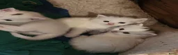British Shorthair cats for sale: 4 super cute fluffy kittens  - Advert 23