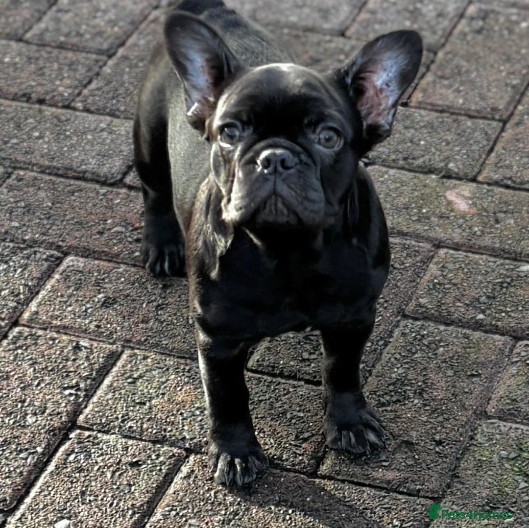 French Bulldog dogs for sale: Pearl, petite French bulldog with perfect heart - Advert 2