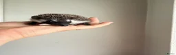 Pygmy Hedgehog rodents for sale: African Pygmy hedgehogs available to reserve  - Advert 2