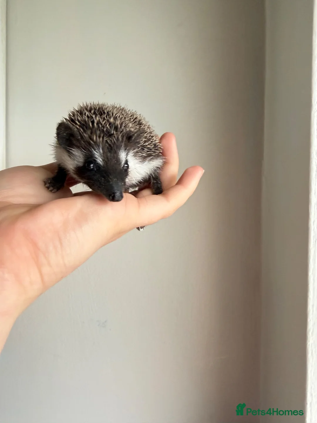 Pygmy Hedgehog rodents for sale: African Pygmy hedgehogs available to reserve  - Advert 2