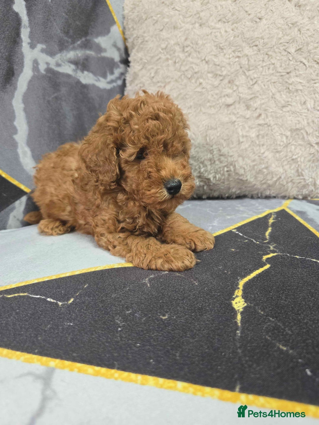 Toy Poodle dogs for sale: 3 Stuninngly cute red toy poodle puppies - Advert 28