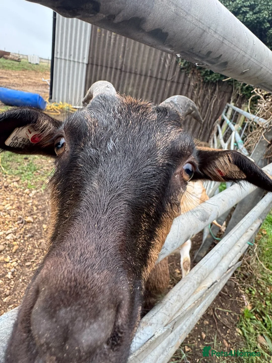 Goats livestock for sale: 3 goats in Fareham - Advert 4