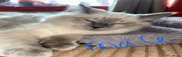 Ragdoll cats for sale: 4 pure Ragdoll kittens✨FREE ESSENTIAL STARTER PACK - Advert 17