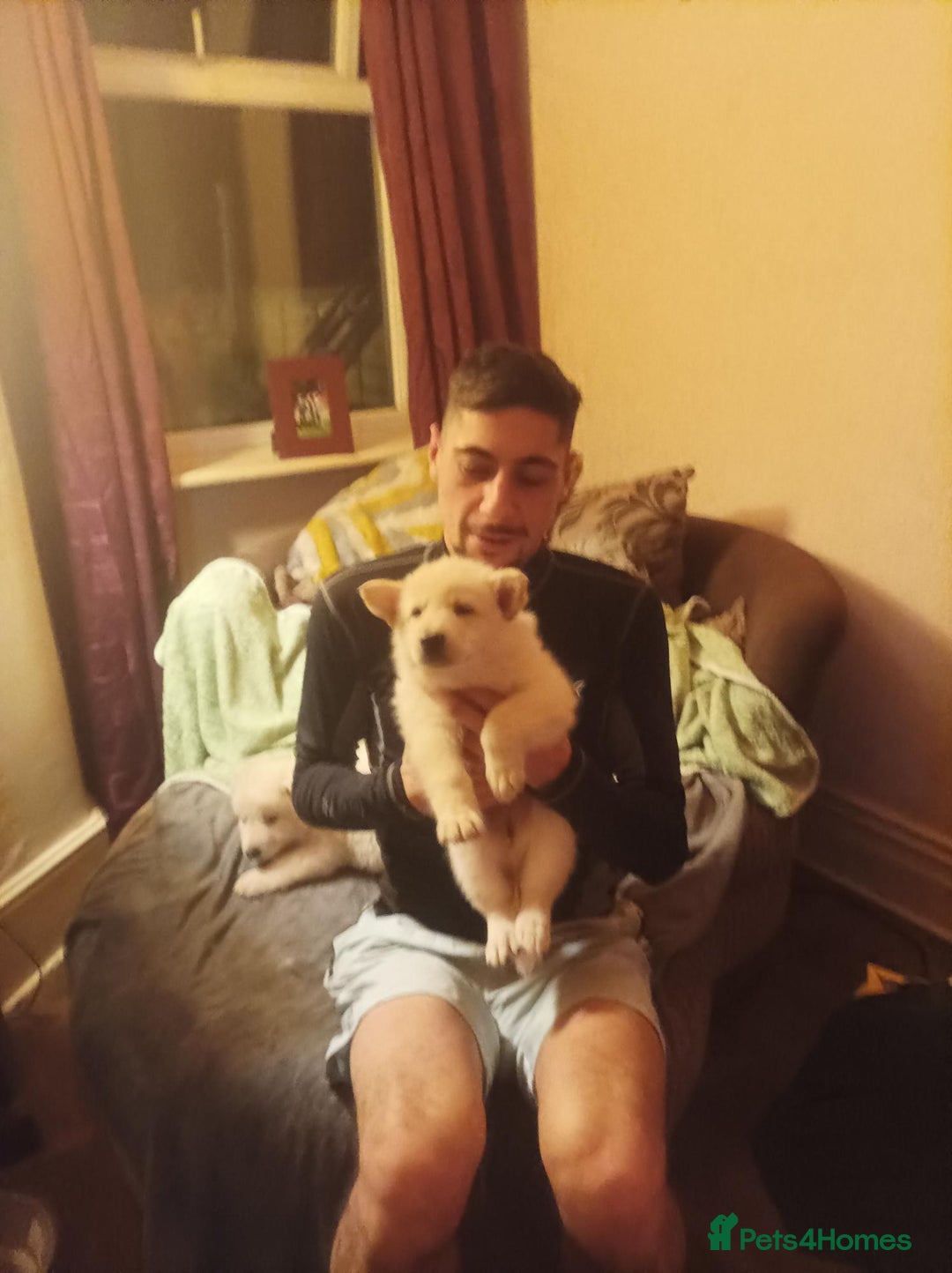 Mixed Breed dogs for sale: Northern Inuit x German shepherd puppies for sale  - Advert 12