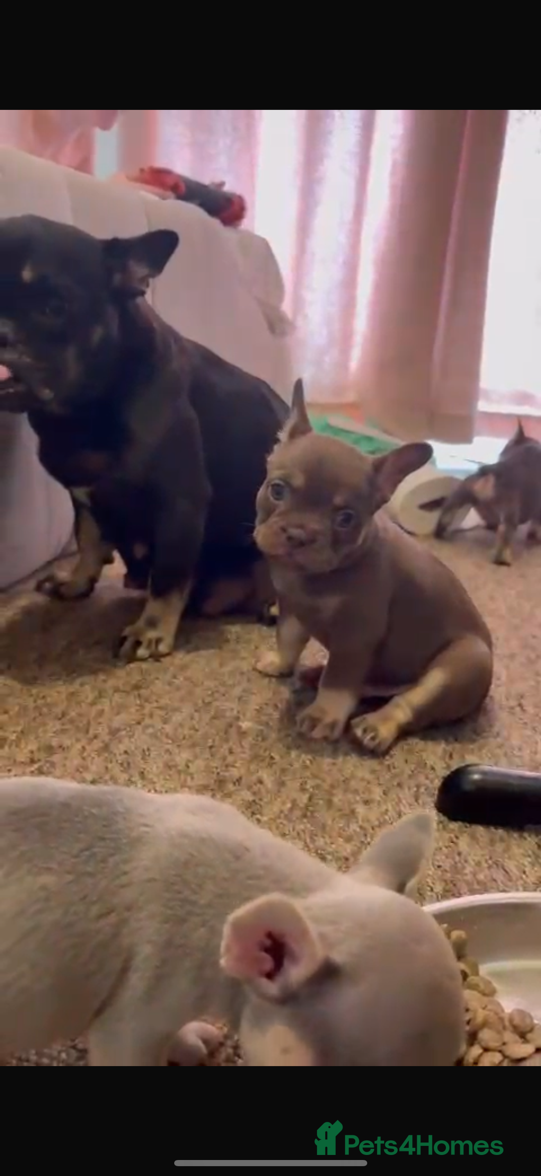 French Bulldog dogs for sale: Chocolate and tan boy - Image 7