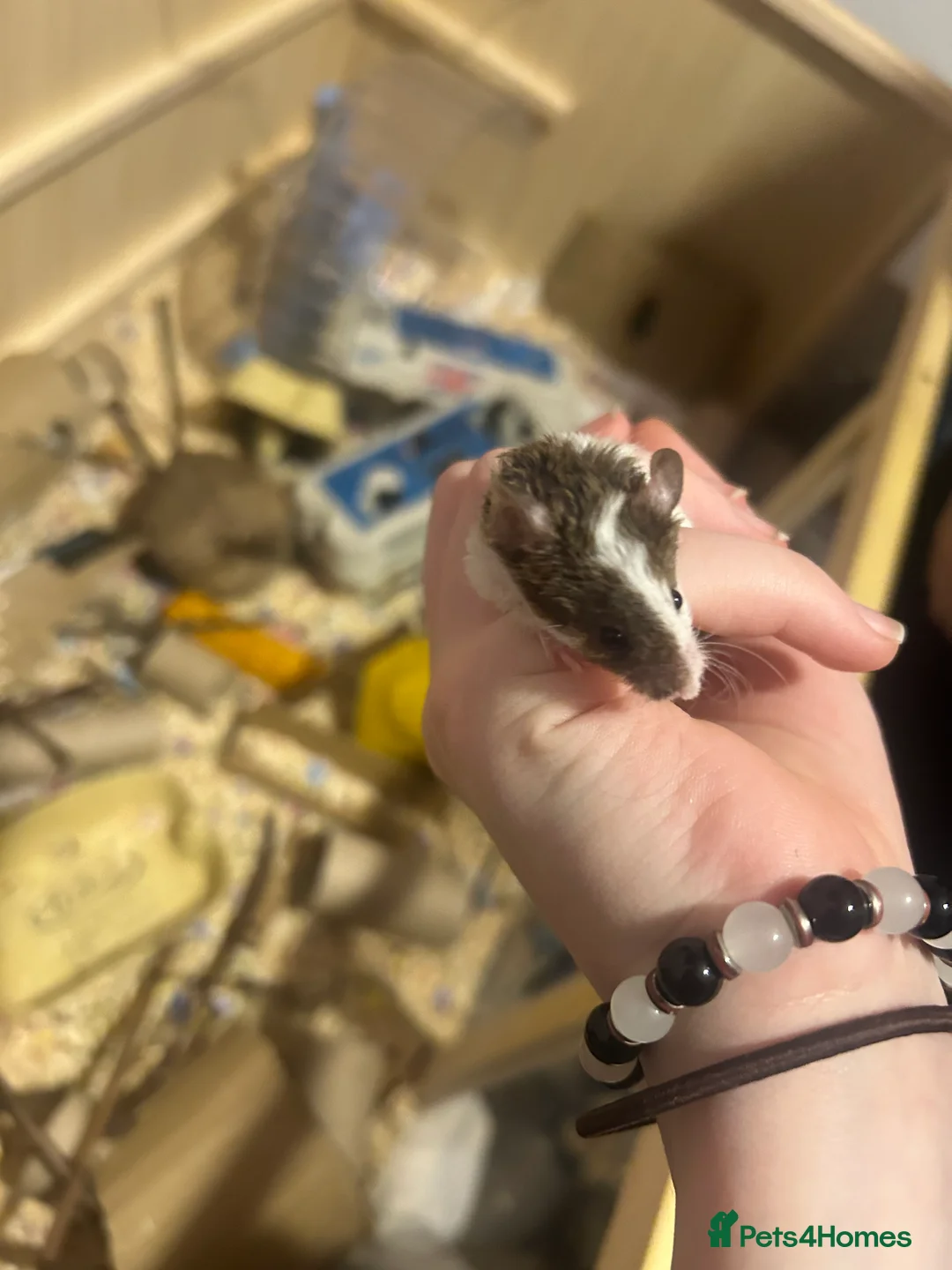 Mouse rodents for sale: Beautiful Fancy mouse boy in Romford - Advert 4