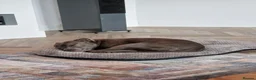 Staffordshire Bull Terrier dogs for sale: Gorgeous Blue Staffy needs a new home - Advert 2