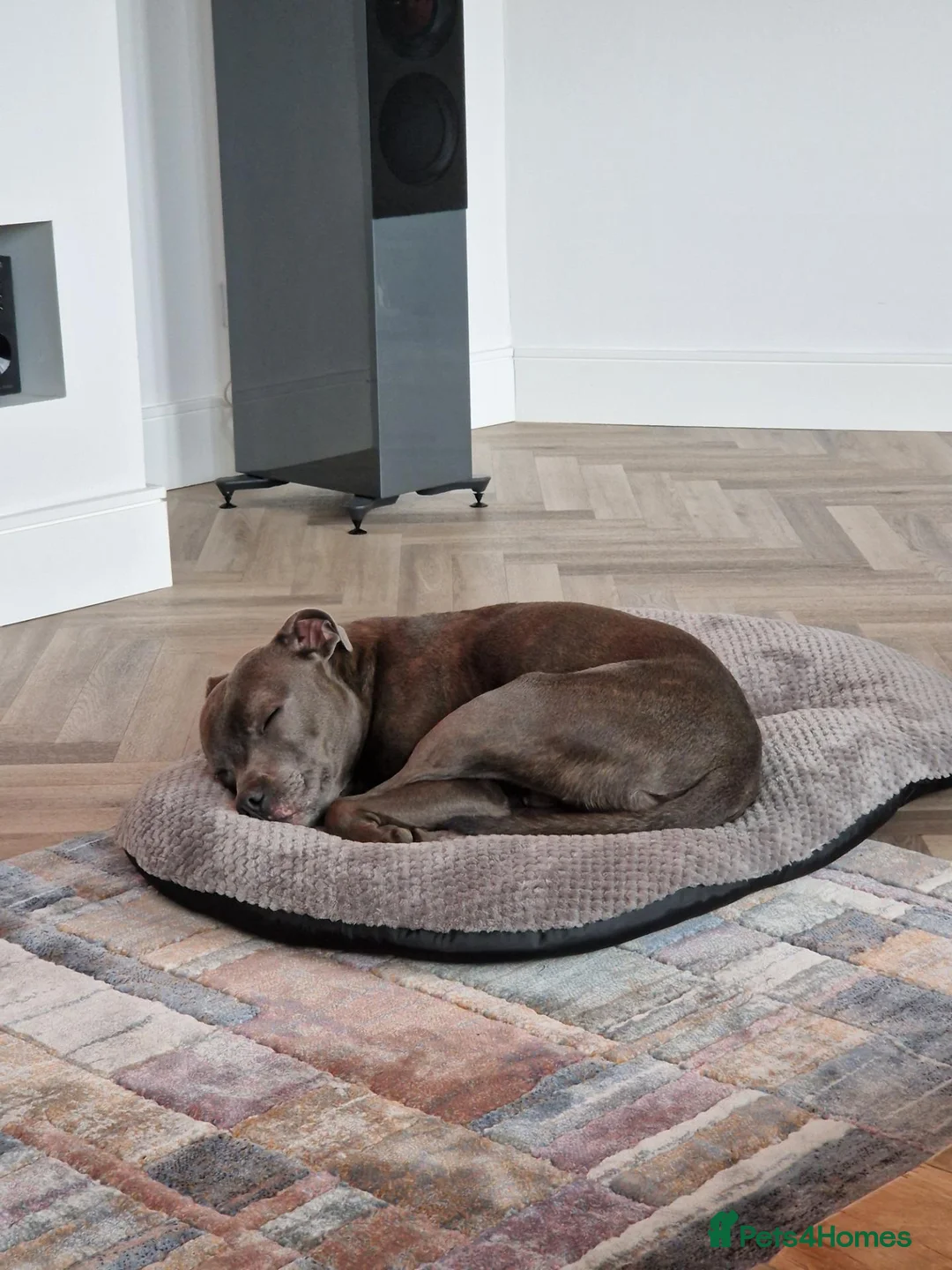 Staffordshire Bull Terrier dogs for sale: Gorgeous Blue Staffy needs a new home - Advert 2