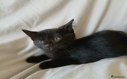 Mixed Breed cats for sale: READY NOW 4 male kittens looking for forever homes - Image 14