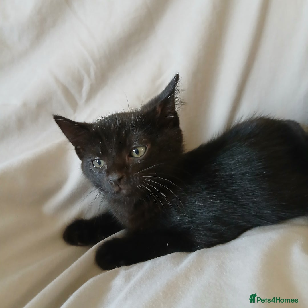 Mixed Breed cats for sale: READY NOW 4 male kittens looking for forever homes - Image 14